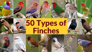 50 Types of finches Finch bird varieties 50 Types of finches with names Part1 My first video [upl. by Attenaj]