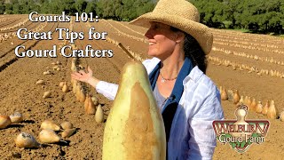 Gourds 101 A Quick Start Guide to Gourds [upl. by Sully925]