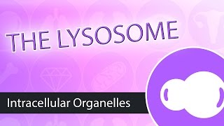 Intracellular Organelles The Lysosome [upl. by Zakarias616]