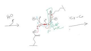 CHEM 407  Aldolase [upl. by Kjersti]