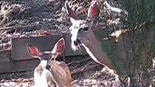 Doe and Fawn Eat Apples in the Garden  Crows Visit [upl. by Wiskind]