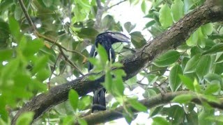 Trumpeter Hornbill calling [upl. by Nnad61]