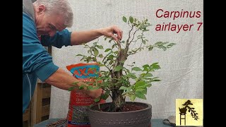 Carpinus airlayer 7 [upl. by Anelrihs]