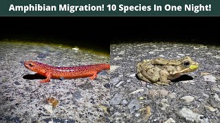 10 Species of Amphibians in One Night 20 Red Salamanders Herping West Virginia and Maryland [upl. by Bluma]