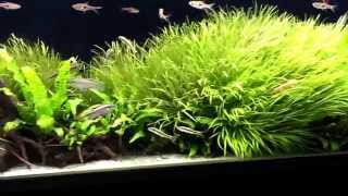 Aquatlantis Aquaplasma 130 aquascape [upl. by Yllier]