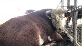 2019 Texas Stardance Hereford Bulls [upl. by Liagibba]