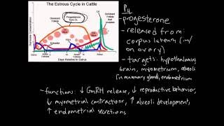 Estrous Cycle [upl. by Adachi438]