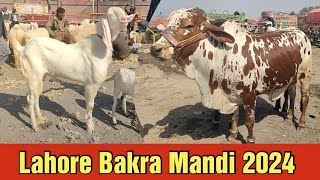 rajanpuri Bakre  sahiwal cholisthani bachre  Bakra Eid 2024  Lahore shahpur kanjra mandi [upl. by Illak]