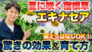 【大活躍！】暑さ寒さに強く、夏に咲いてくれる宿根草 エキナセアの魅力と育て方【ガーデニング】【園芸】 [upl. by Araiet163]