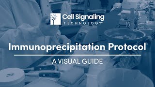 Immunoprecipitation Protocol A Visual Guide  Cell Signaling Technology [upl. by Bozovich536]