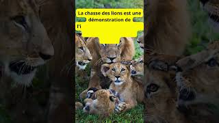 Chasseurs du Monde Animal  Les Lions et Leurs Merveilles Éducatives [upl. by Phedra287]