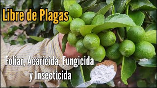 Potente Fungicida FOLIAR Acaricida e Insecticida  Producción Libre de Plagas [upl. by Willamina]