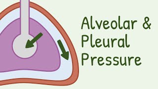 Alveolar Pressure and Pleural Pressure [upl. by Hertzfeld]