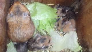 Teddyhamster Wurf 185 Hamsterbabies vernichten Salat im Nest [upl. by Arbba]