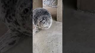 Who knew that baby seal sounds like thiscute viral youtubeshorts shorts wildlifesoundskids [upl. by Bess548]