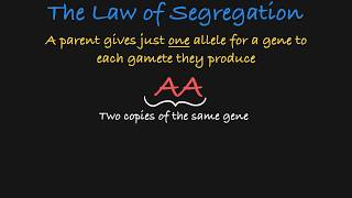 Mendels Law of Segregation Explained [upl. by Akirej613]