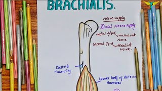 Brachialis Muscle  Upper Limb [upl. by Ellednahc]