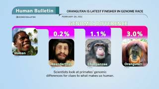 Science Bulletins Orangutan Genome Finished [upl. by Burdelle31]