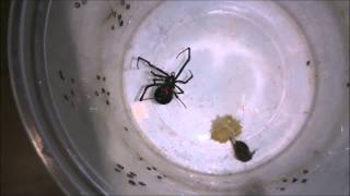 Latrodectus geometricus quotBlack formquot feeding Brown Widow [upl. by Dieter]