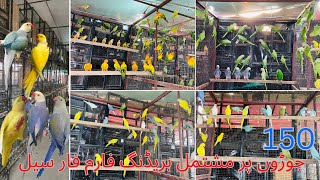 Grey parrot Lore  Sun conure  Ringneck Mutation ampRaw Breeding farm Multan [upl. by Kristofer]