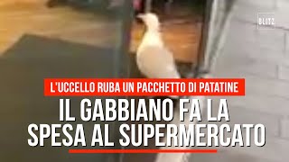 Il gabbiano ruba le patatine al supermercato [upl. by Moorish]