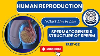 PU2 BIOLOGY CHAPTER02 HUMAN REPRODUCTION PART2 SPERMATOGENESIS amp STRUCTURE OF SPERM [upl. by Keven]