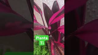 Planta Ti “ Cordyline fruticosa “ [upl. by Sheri]