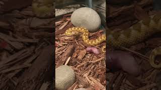 Long Horned Viper gets lunch venomoussnakes snakes snake reptiles fyp foryoupage fyp [upl. by Fong]