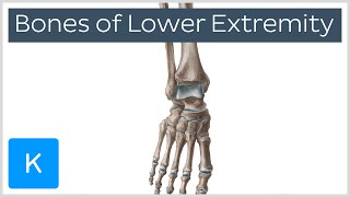 Overview of the Bones of the Lower Extremity preview  Human Anatomy  Kenhub [upl. by Ignatia546]