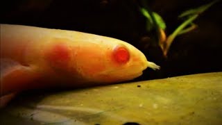 Senegal Bichir Fish Care amp Tank Set up Guide Polypterus [upl. by Airrej345]