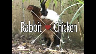 FUNNY My Rabbit and Chiken in Love [upl. by Apps692]