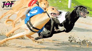 Greyhound racing  Greyhounds a dogs born to run [upl. by Carlin]