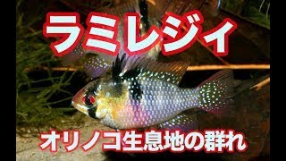 オリノコ 氾濫原 が 生息地 ラミレジィ の群泳 と 営巣 小型シクリッド  Mikrogeophagus ramirezi [upl. by Orelee]