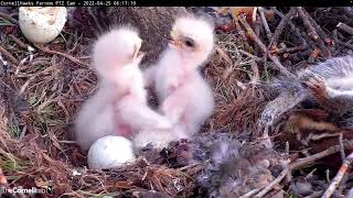 Third Redtailed Hawk Egg Hatches Siblings Tussle In the Nest – April 25 2022 [upl. by Clementius]