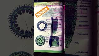 Anatomy Of Dicot Stem biology neetug viralvideo [upl. by Akere]