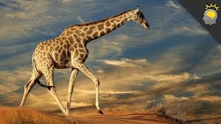 5 Amazing Giraffe Facts  Science on the Web 51 [upl. by Quar]