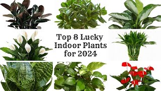 Top 8 Lucky Indoor Plants 2024  Feng Shui Plants for Positive Energy  Lucky Houseplants [upl. by Alben946]