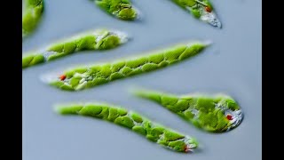 Euglena under microscope [upl. by Giovanni]