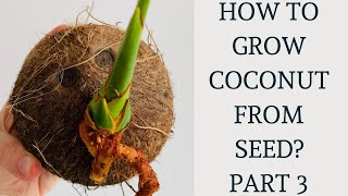 How to grow coconut tree from seed  Coconut germination amp propagation Part 3 [upl. by Hasen]