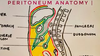 Peritoneum anatomy  med tutorials [upl. by Fredericka669]