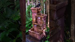 Grackle and chipmunk hang out together fountain birdbathfountain nature birdlovers chirpy [upl. by Hevak]