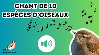 Le chant de 10 espèces doiseaux [upl. by Marron]