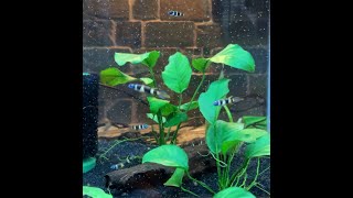 Feeding Clown Killifish Rocket Killifish [upl. by Pas]