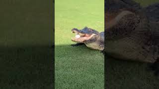 On the golf course 😧😳 via lanerodrigueTT Valencia Golf amp Country ClubFB [upl. by Dahs788]