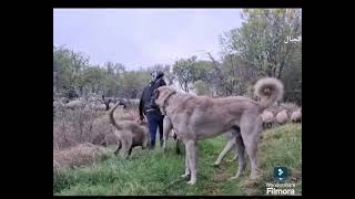 kangal attack wolf [upl. by Bonaparte]