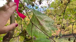 Platanus occidentalis Platanaceae American sycamore American planetree [upl. by Vinna473]