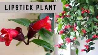 Lipstick plant A unique amp rare houseplantHow to grow and care Lipstick plant Aeschynanthus [upl. by Delmar]