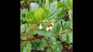 LArbousier  Arbre Fruitier Sauvage Du Midi  The Arbutus Wild Fruit Tree Of The South [upl. by Afira]