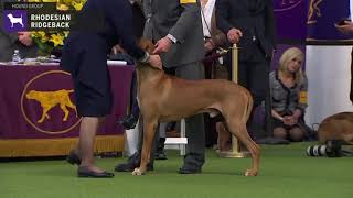 Rhodesian Ridgebacks  Breed Judging 2020 [upl. by Orvah795]