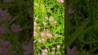 Flowers of our South Norfolk fields  Centaury [upl. by Jamille931]